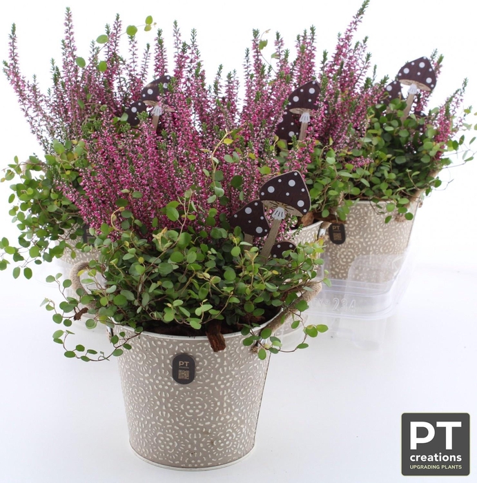 <h4>ARR TUINPLANTEN</h4>