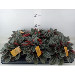 Peperomia caperata 'Santorini'