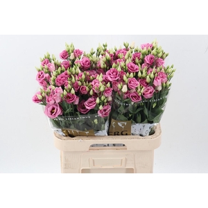 Eus G Rosi Rose Pink