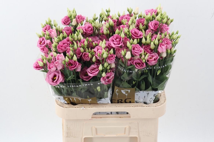 <h4>Eus G Rosi Rose Pink</h4>