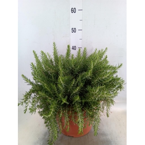 Rosmarinus offi. 'Prostratus'