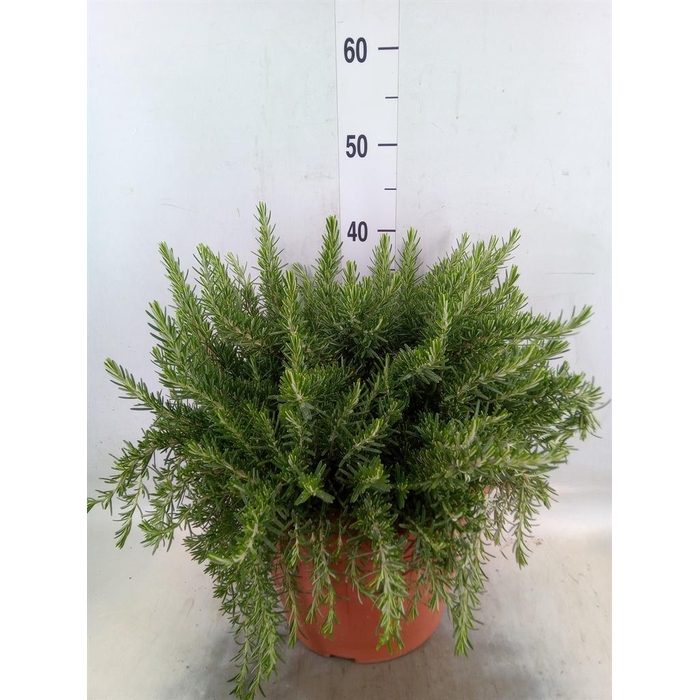 <h4>Rosmarinus offi. 'Prostratus'</h4>