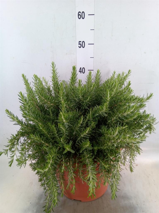 Rosmarinus offi. 'Prostratus'