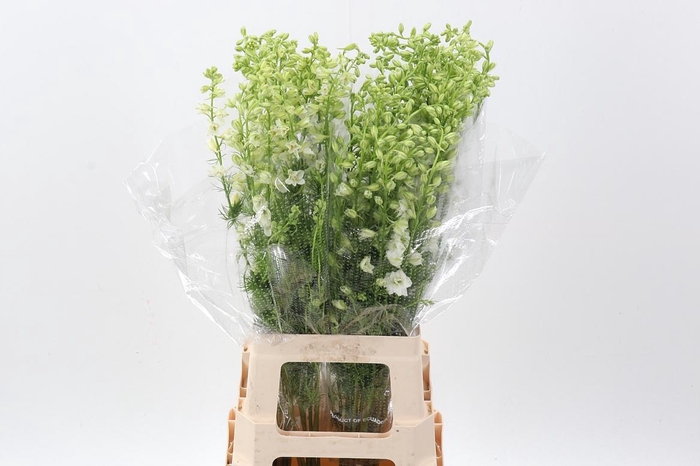 <h4>Cons R Q White King</h4>