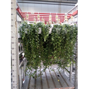 Hedera helix 'Pittsburgh'