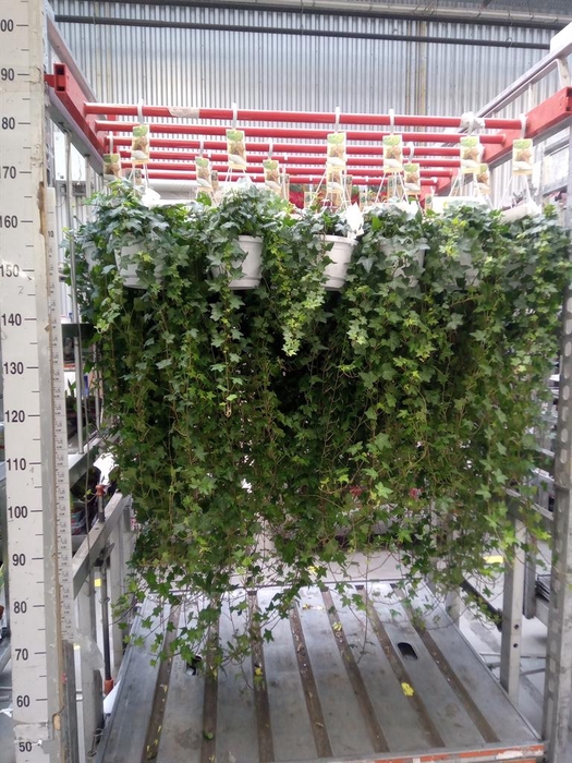 <h4>Hedera helix 'Pittsburgh'</h4>