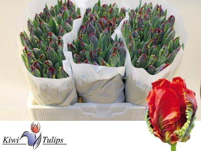 <h4>Tulipa pa rococo</h4>