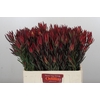 Leucadendron Fireglow Spray