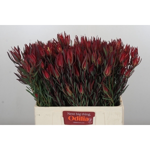 Leucadendron Fireglow Spray