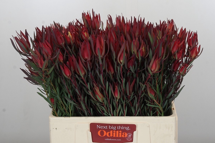 <h4>Leucadendron Fireglow Spray</h4>