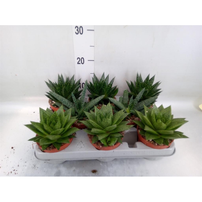 <h4>Aloe   ...mix</h4>