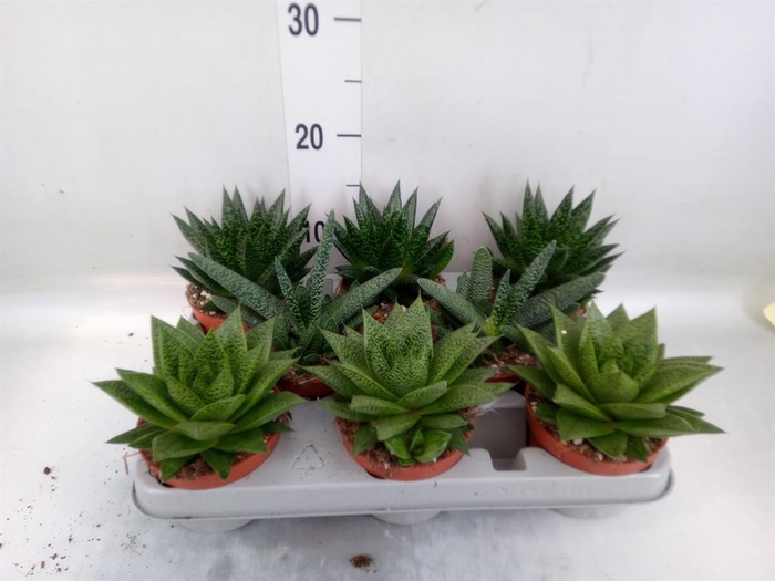 <h4>Aloe ...mix</h4>