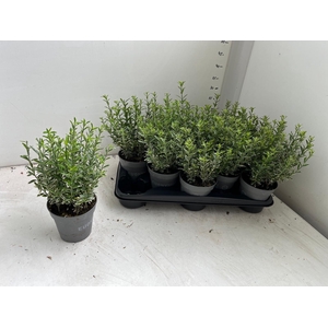 EUONYMUS JA M ALBOV