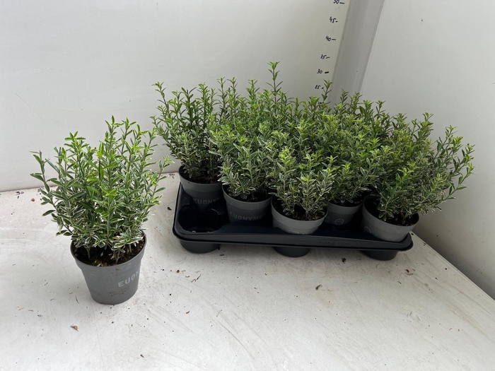 <h4>EUONYMUS JA M ALBOV</h4>