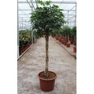 Schefflera Compacta