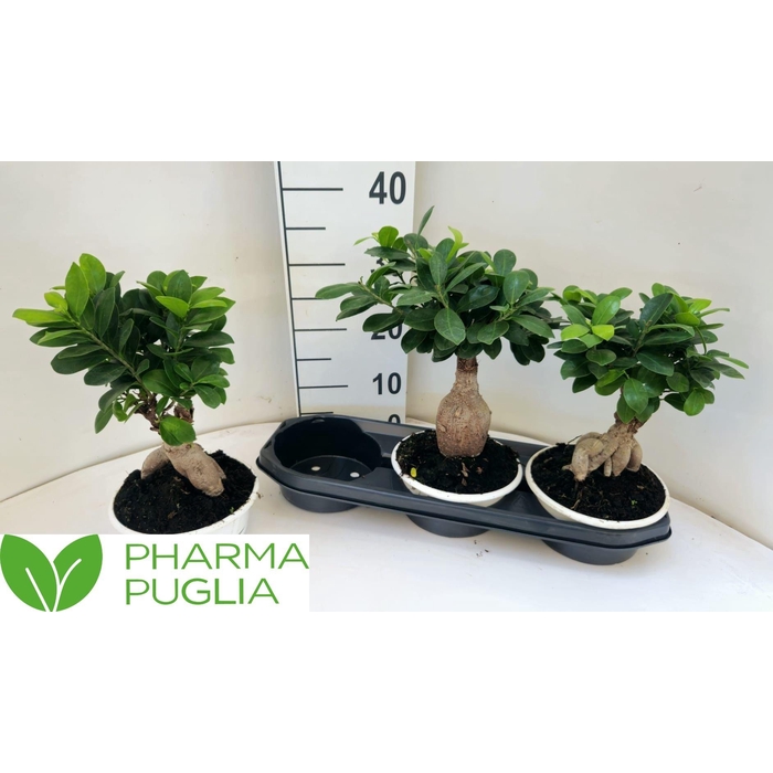 <h4>FIC MI GINSENG</h4>