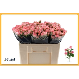 Rosa spray odilia