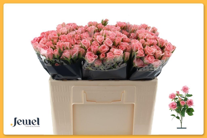 <h4>Rosa spray odilia</h4>