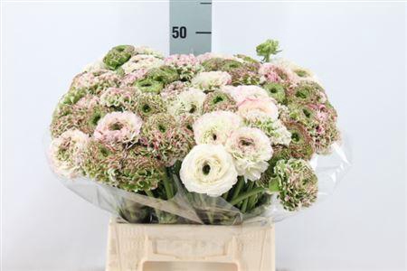 <h4>Ran Pon-pon Casper</h4>