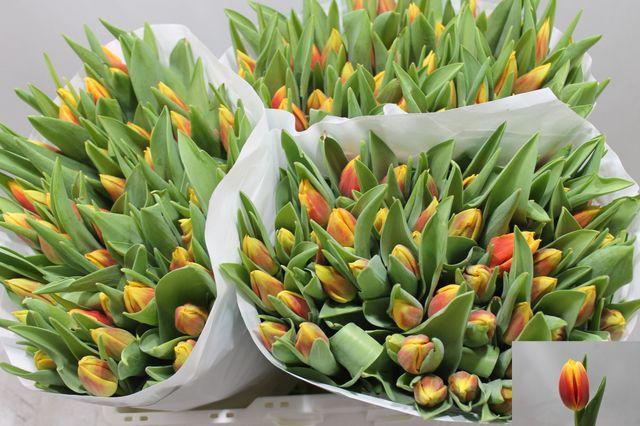 <h4>Tu En Bombita</h4>