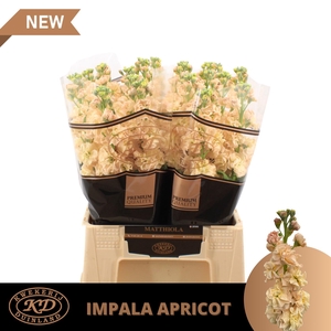 MATTH IMPALA APRICOT