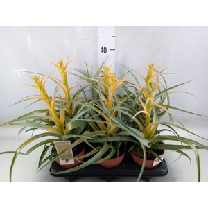 Tillandsia