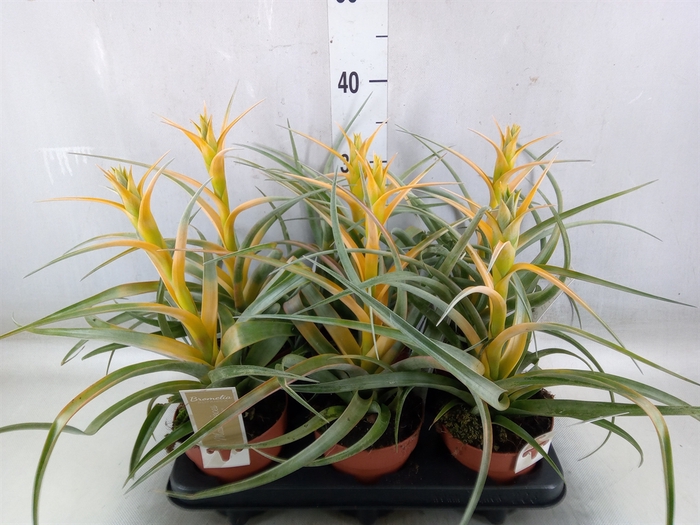 <h4>Tillandsia</h4>