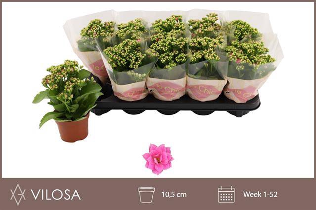 <h4>KALAN CALAN PINK NANDO</h4>