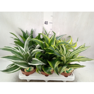 Dracaena   ...mix