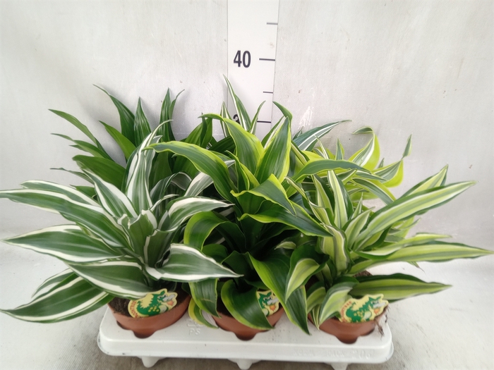 <h4>Dracaena   ...mix</h4>