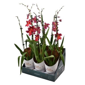 Cambria 'Nelly Isler' Red Velvet 2 tak 12 cm in Bush Brothers showdoos met potcover