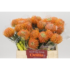 Nutans Ayoba Peach
