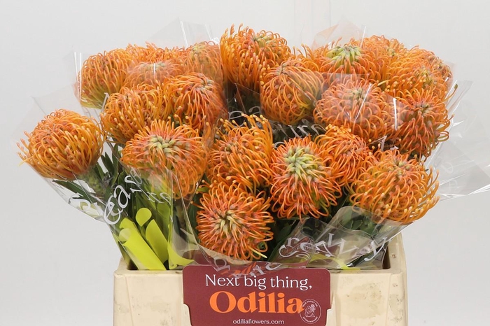 <h4>Nutans Ayoba Peach</h4>