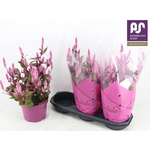 CEL WILD PINK