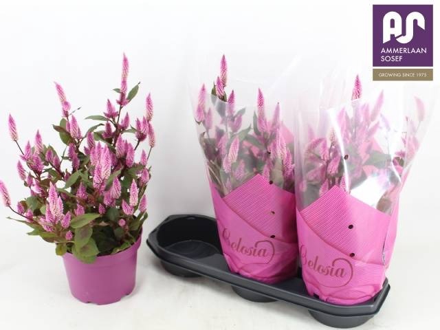 <h4>CEL WILD PINK</h4>