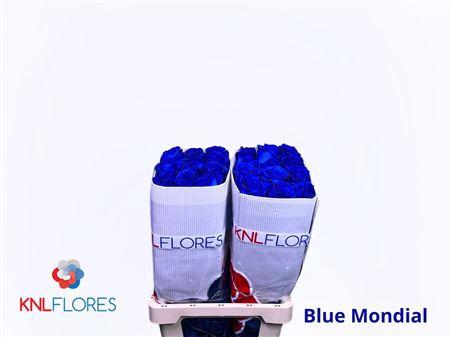 <h4>R Gr Blue Moon Ec</h4>
