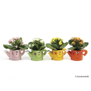 KALANCHOE BLOSSF p6 E 2971