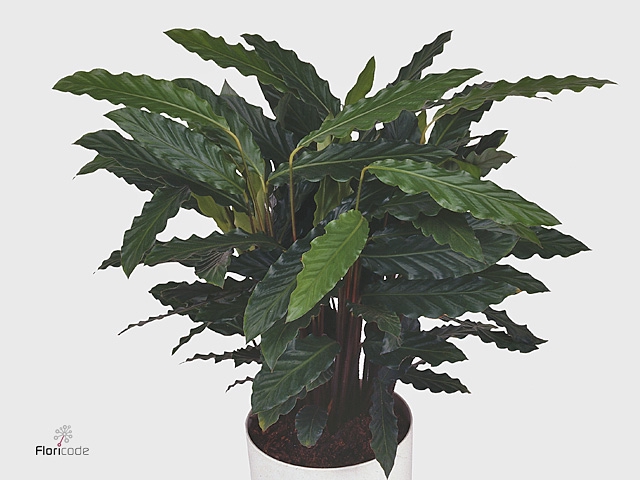 Calathea rufibarba 'Tropistar'