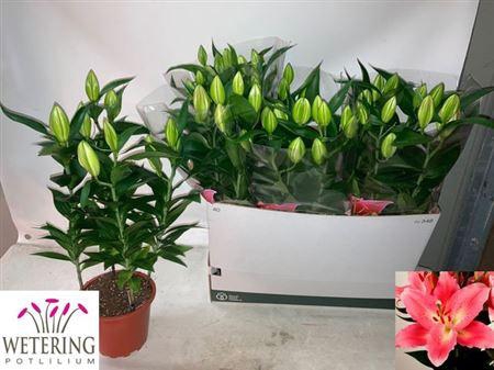 <h4>Lil Or Sunny Camino</h4>