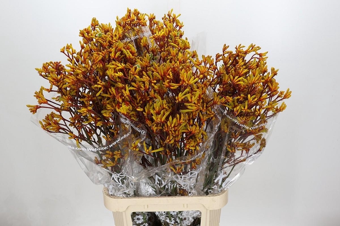 <h4>Anigozanthos Gold Fever</h4>
