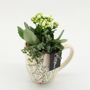 ESCR-2601W Essentials