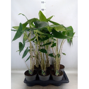 Alocasia zebrina