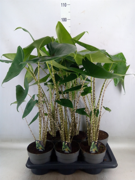 <h4>Alocasia zebrina</h4>