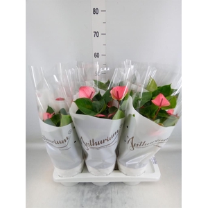 Anthurium andr. 'Mystique'