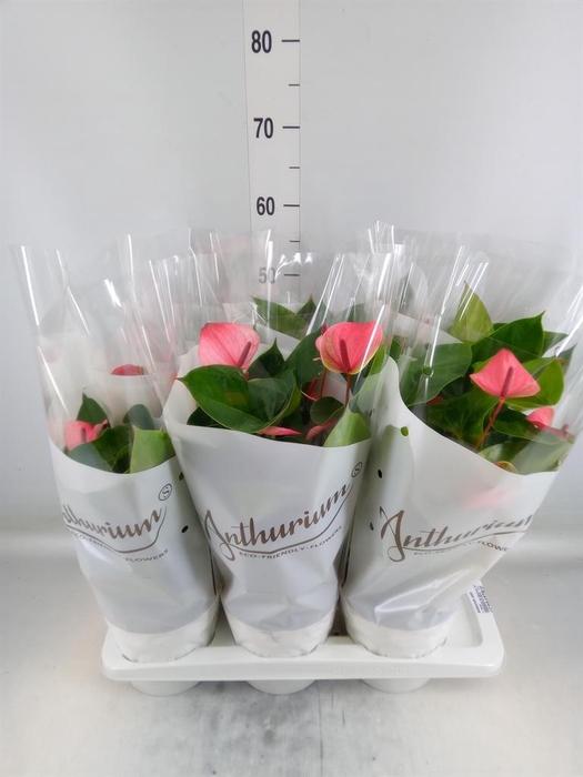 <h4>Anthurium andr. 'Mystique'</h4>