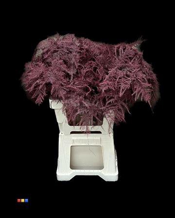 <h4>Asp Extra Bordeaux</h4>