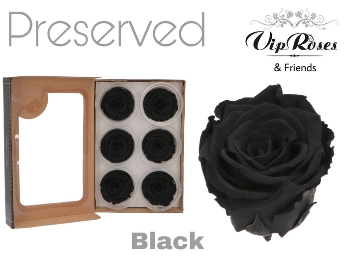 <h4>R Preserved Black</h4>