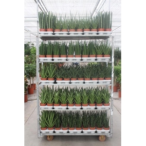 Sansevieria cylindrica overig mix CC