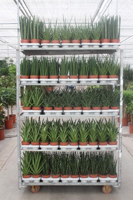 <h4>Sansevieria cylindrica overig mix CC</h4>