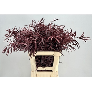 Euc. Nicholii Preserved Red